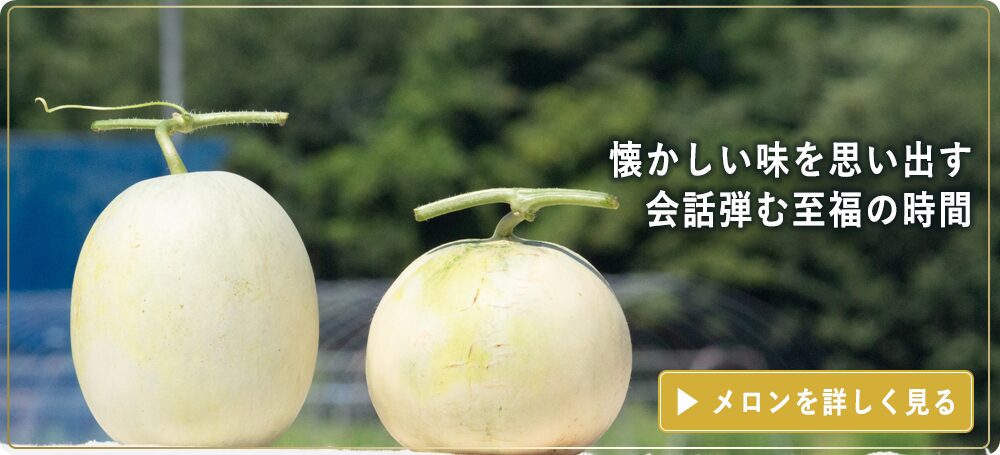 贈り物にぴったりの美しい大玉メロンを通販でお届けします