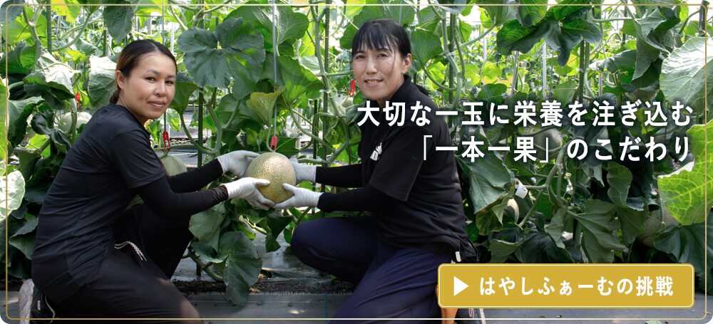 最高糖度20度、通常のメロンの1.5倍の大きさを実現する昭和村はやしふぁーむの、メロン作りへの挑戦をお伝えします